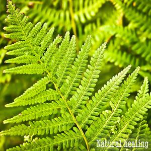 자연치유 (몸과 마음의 재충전)