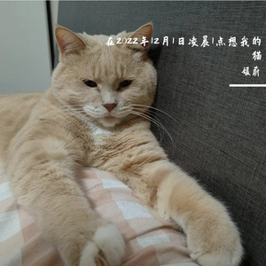 在2022年12月1日凌晨1点想我的猫