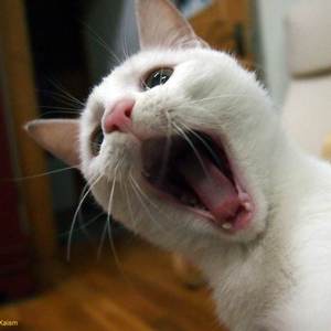 学猫叫（翻自 小峰峰/小潘潘）