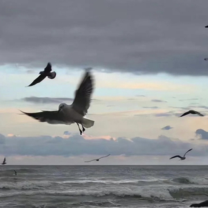 我知道自己会输