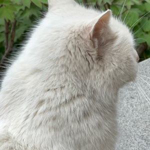 叶子（原唱：范世錡）