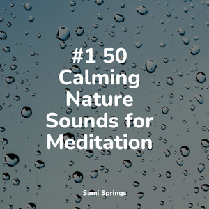 Forest, Strong Wind, Birdcalls