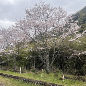 嘉例川駅の四季Ⅱ (嘉例川駅の四季Ⅱ)