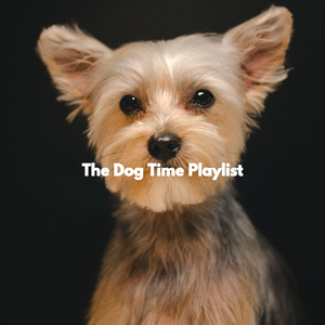 Playful (Lonely Dog)