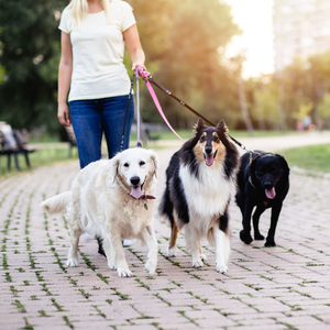 Frolicking Paws in Melodic Bliss