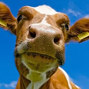 老牛吃嫩草_国风type beat