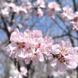 桃花开满小王庄