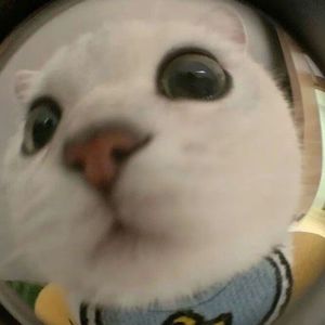 小猫天天开心（Prod By Sun Beat）