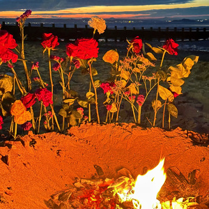 Cinnamon Tree Pillow（肉桂树枕头）