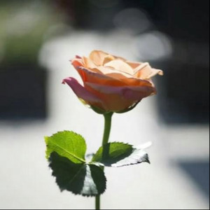 入了心的人一生惦记（热歌）