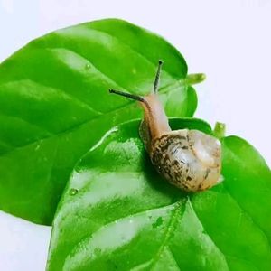 《孩子的眼睛》