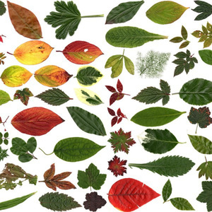 Garden Leaves