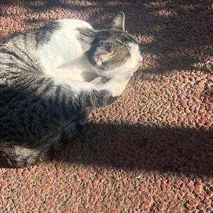 熟睡故障猫