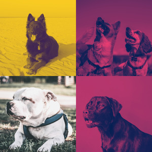 有趣狗独自在家情怀