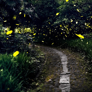 萤火虫在飞舞 (DJ版|Remix)