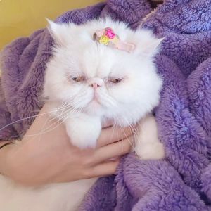 One More Last Time（翻自： Henry Young/Ashley Alisha）