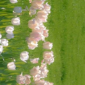 小美满（女声）