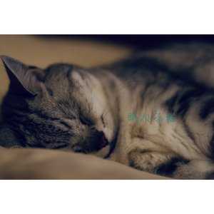 眠れる猫の