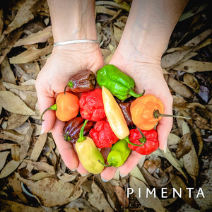 Pimenta