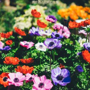 适合酒店柔和的音乐