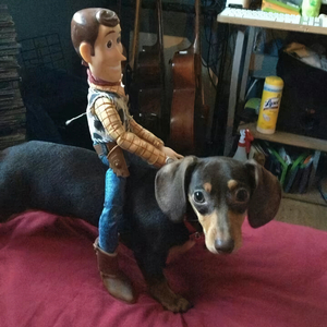 我当主人 你当狗