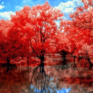 一片落叶一片伤15