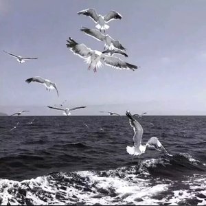 阿拉斯加海湾（翻唱）