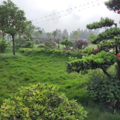 泪如相思雨落下