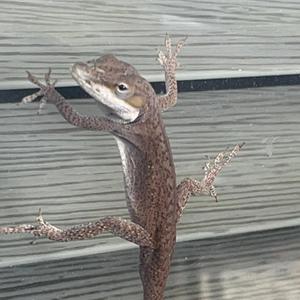 Zz