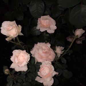 问（翻自 梁静茹）