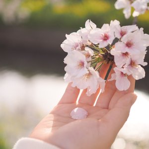 月光のゆりかご/月光的摇篮