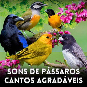 Galo de Campina Canto do Pássaro