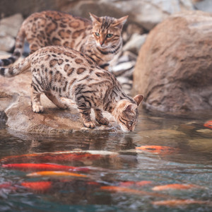 Cat Hymn by the Coast