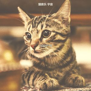 有趣放松的猫情怀