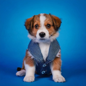 Ritmos Tranquilos Para Perros