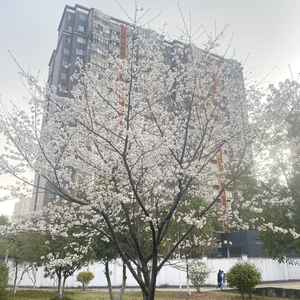 舒伯特玫瑰.wav（翻自 朱康伟）