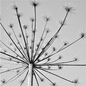 Dream (Anton Feine Remix)