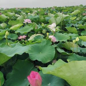 受伤的心在滴血