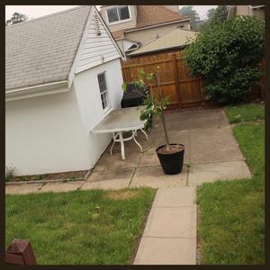 roses (feat. V. James)