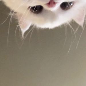 老派约会之必要（feat.Fundi）