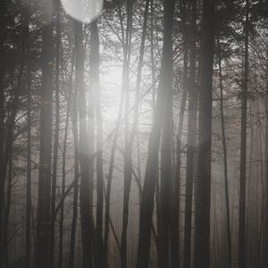 The Roots of: Morbid Mind