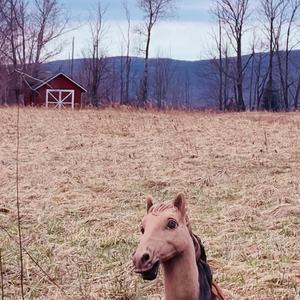 Life on the Farm