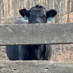 Why Don’t Break for The Grizzly Rose