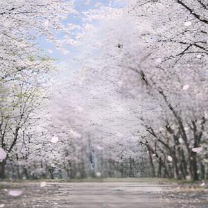 The General's Daughter