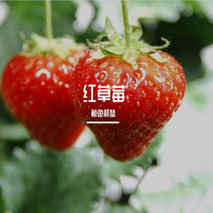 《红草莓》