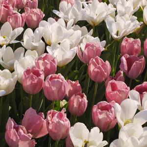 살짝 설렜어 (Nonstop)