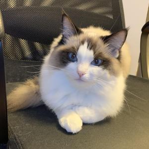 川べりの家/河岸的家（翻自 松崎名央）