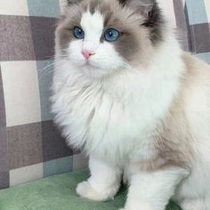 Toosie Slide (slowed)