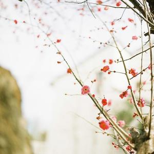 山鬼（和声伴奏）