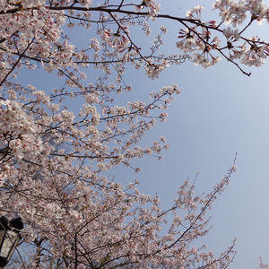 志怪闲谈（翻自 中岛美嘉）